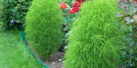 Kochia (ljetni čempres): sadnja sjemena, kada saditi na sadnice